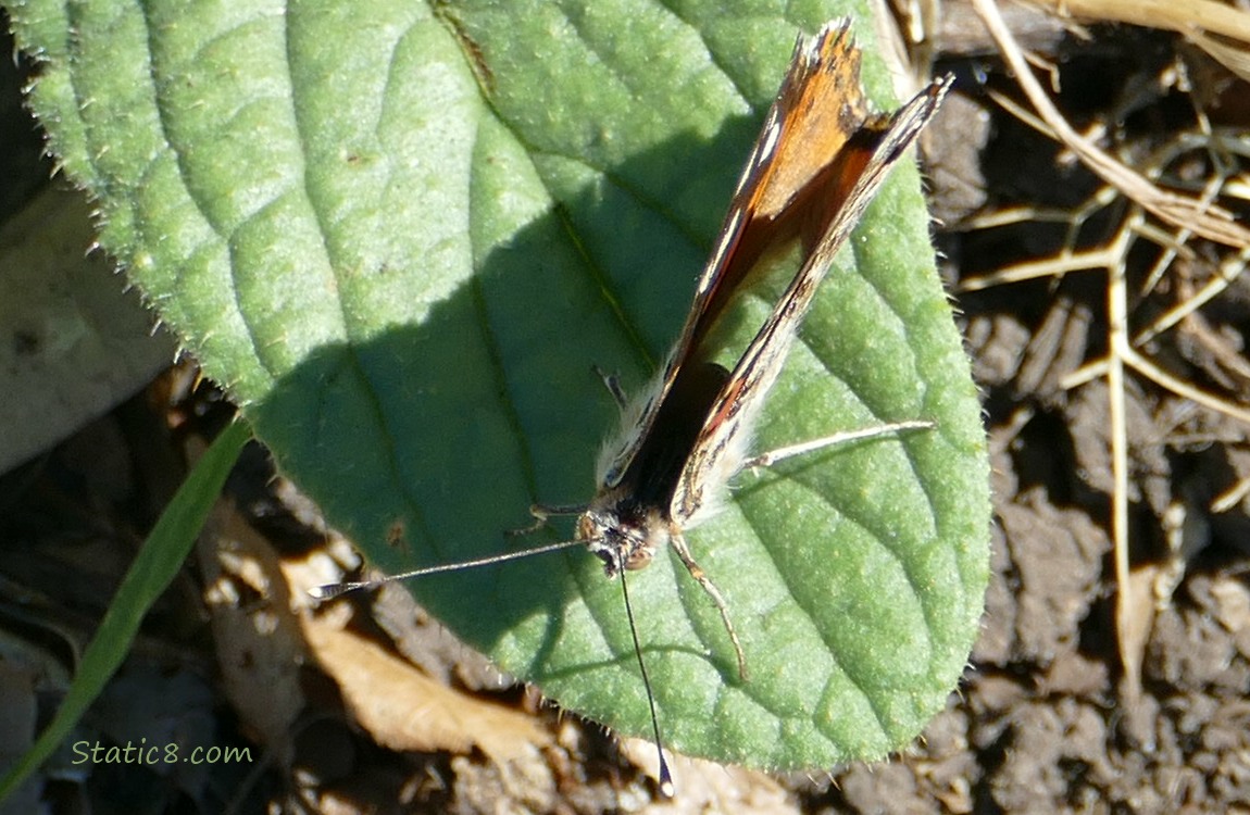 Painted Lady, sitting on a leaf with his wings folded