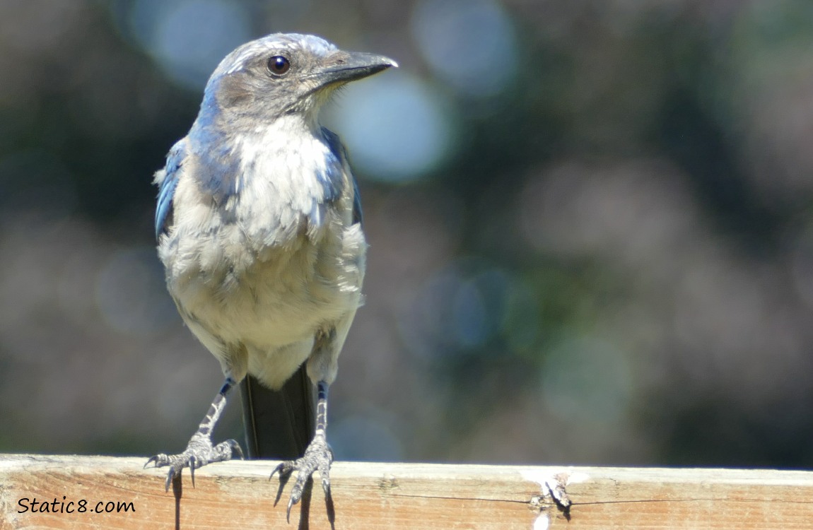 Scrub Jay standing on a wood fence