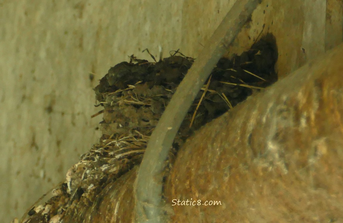 Barn Swallow nest on a pipe