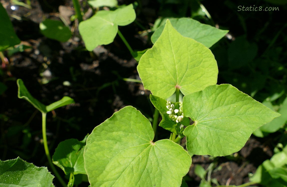 Buckwheat bloom