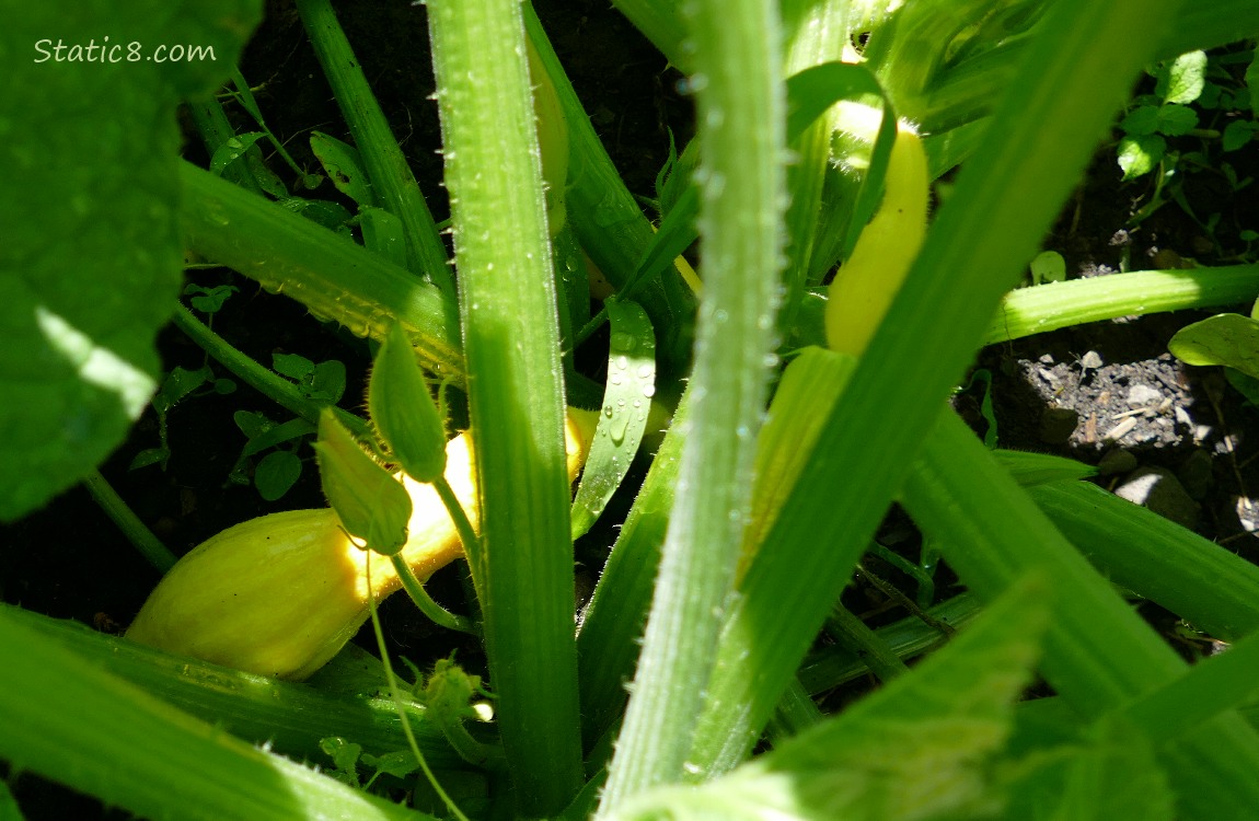 Crookneck fruits growing on the vine