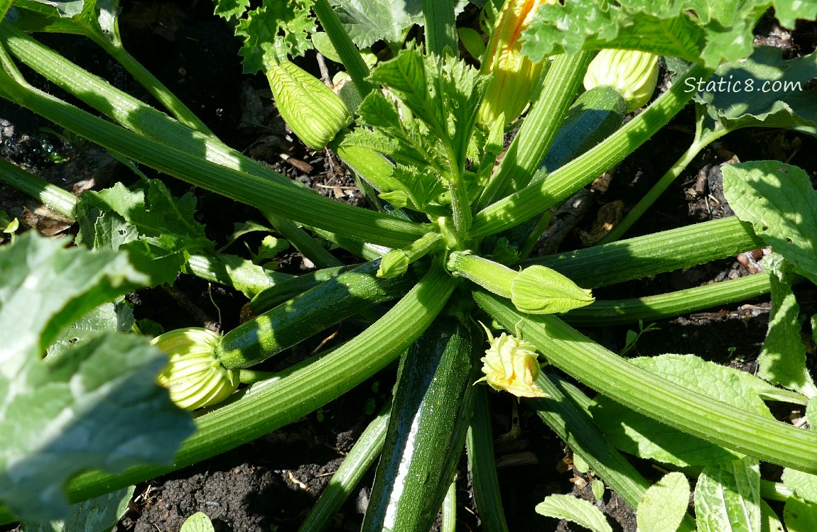 Zucchini fruits growing on the vine