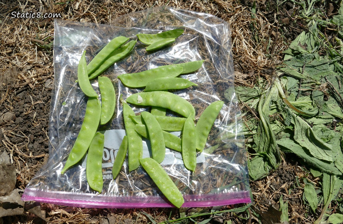 Snap Peas harvested and laying on a ziplock bag on the ground