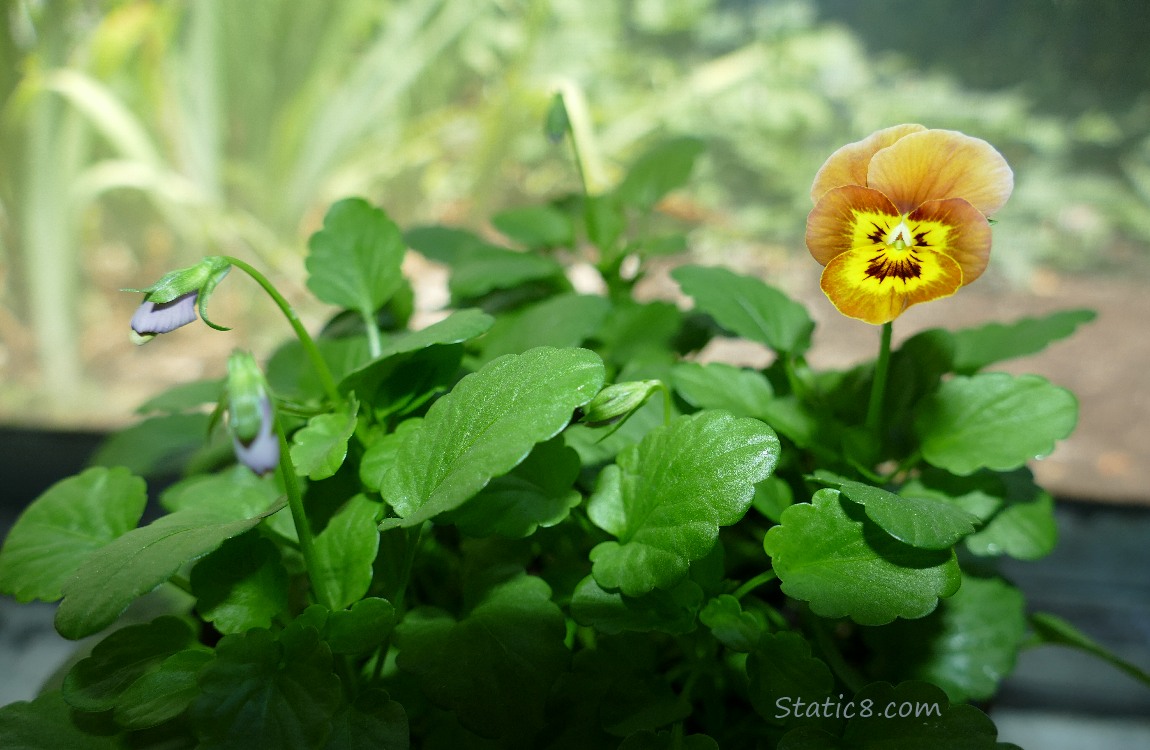 Pansy bloom