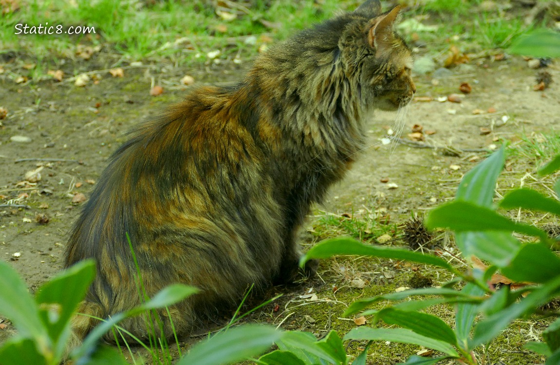 Long hair tortishell cat sitting on the ground