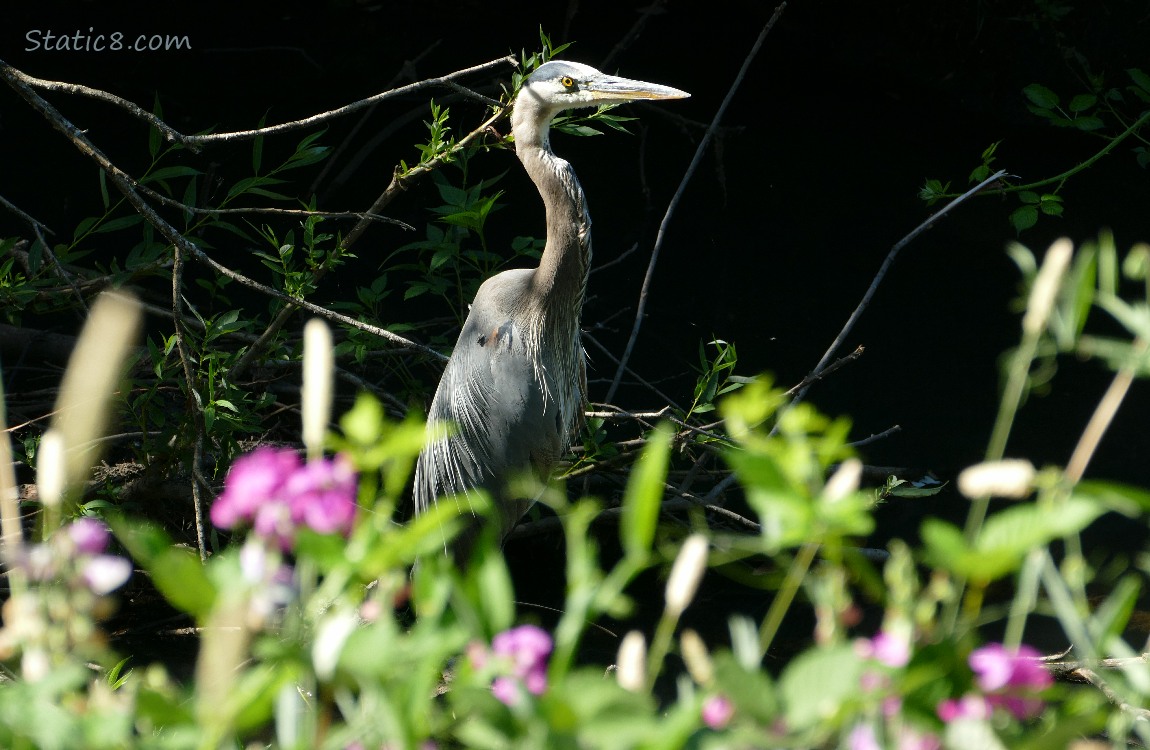 Great Blue Heron standing in a sunbeam behind shrubbery