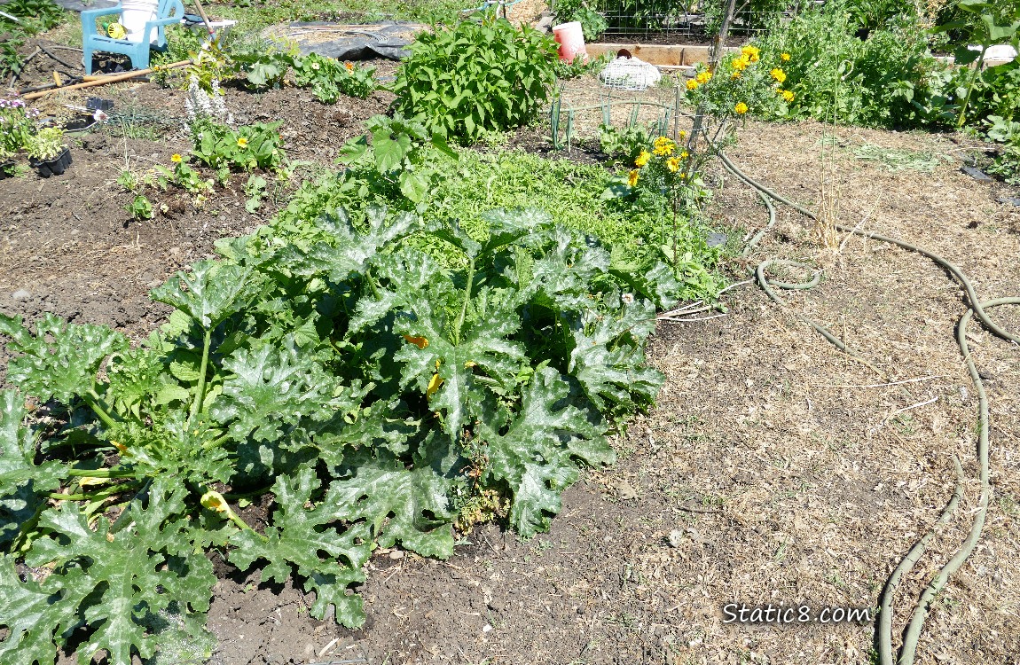 Garden Plot