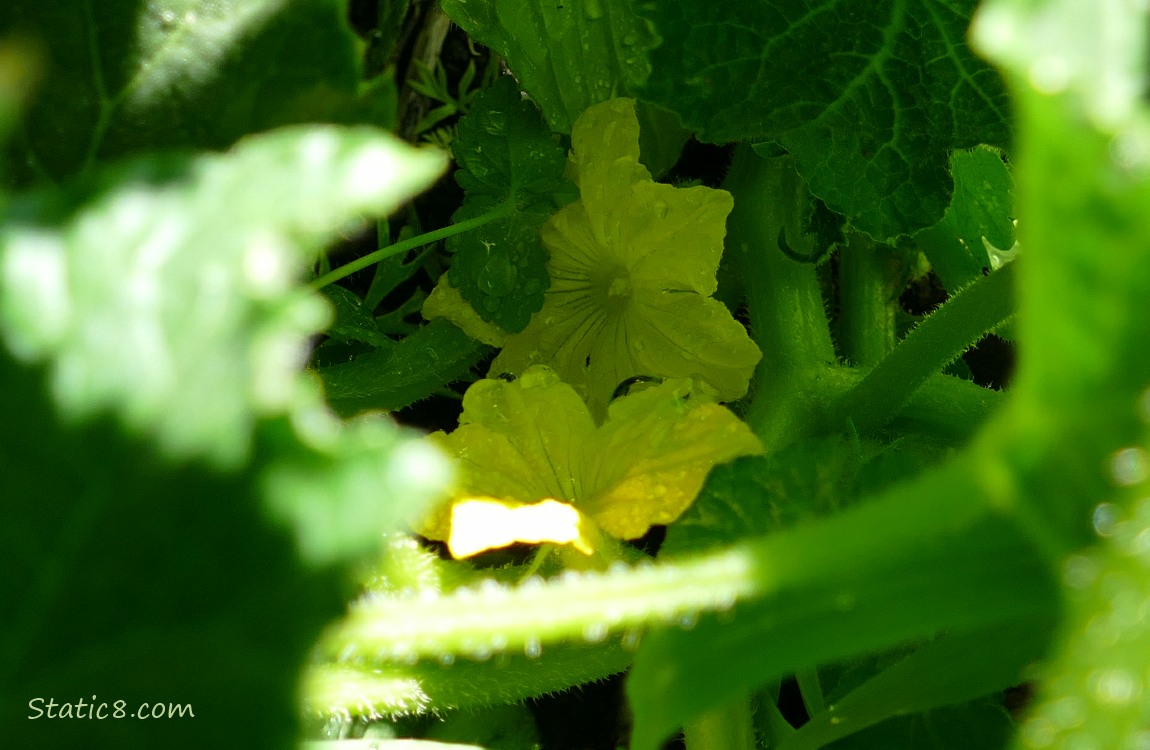 Cucumber blooms