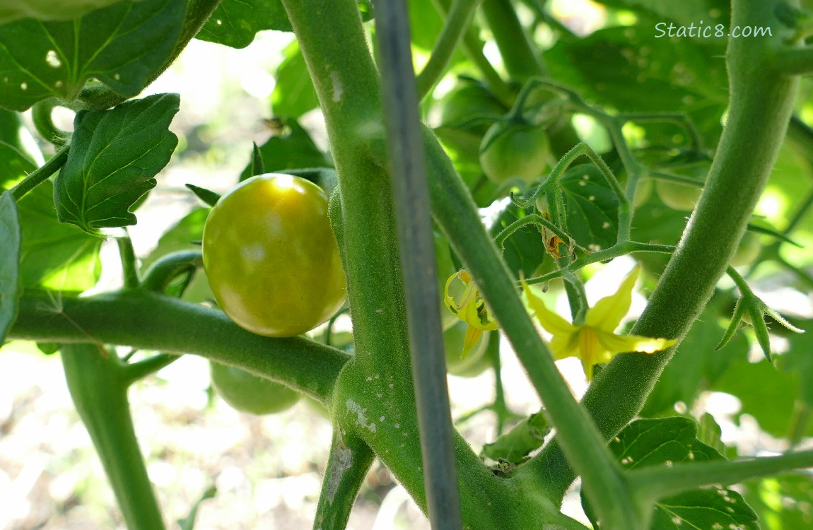 Ripening tomato on the vine