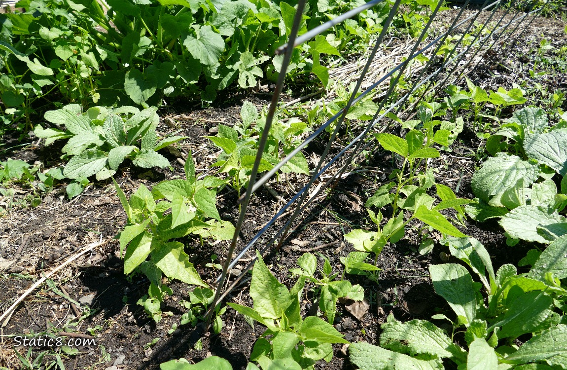 Bean seedlings