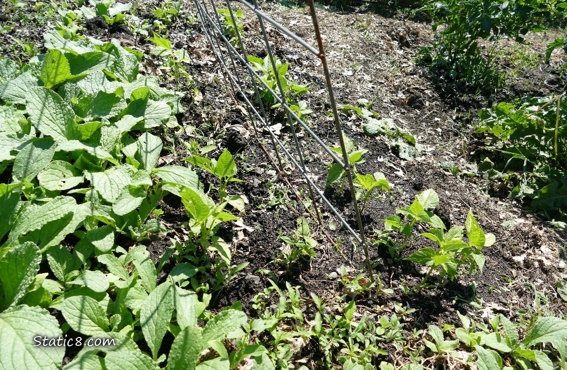 Bean seedlings