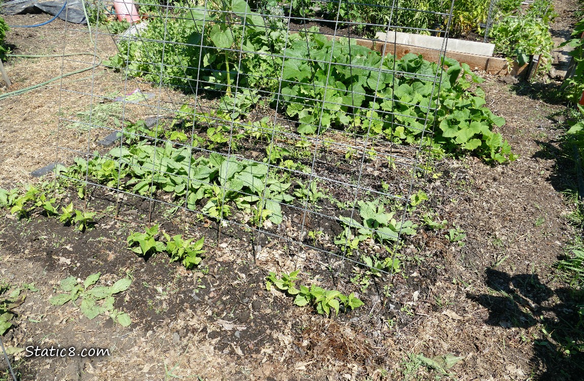 Garden plot