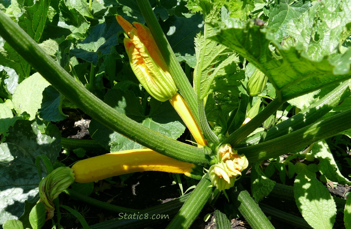 Zucchini fruits growing on the vine