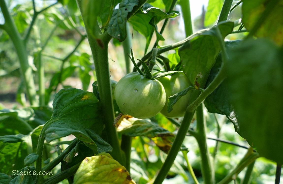 Green tomatoes growing on the vine