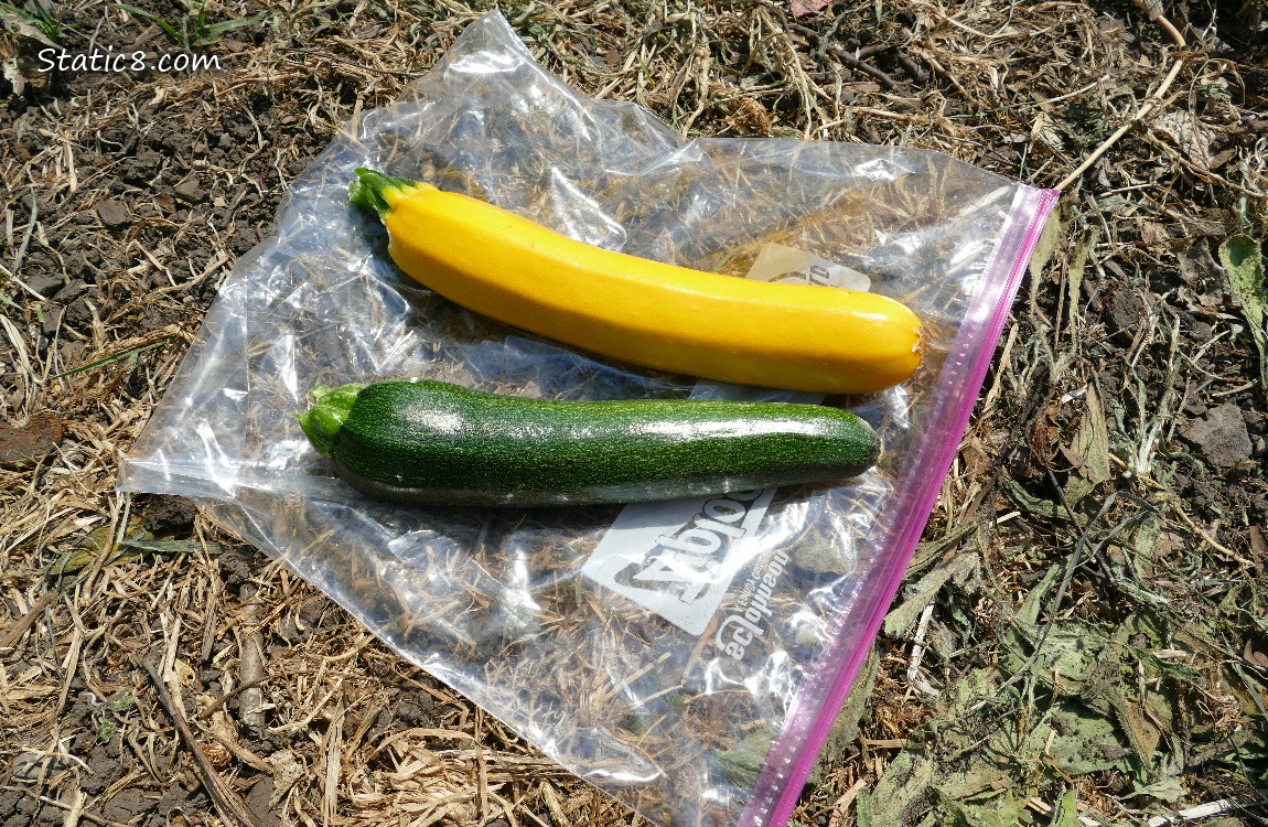 harvested zucchinis lying on a ziplock bag on the ground