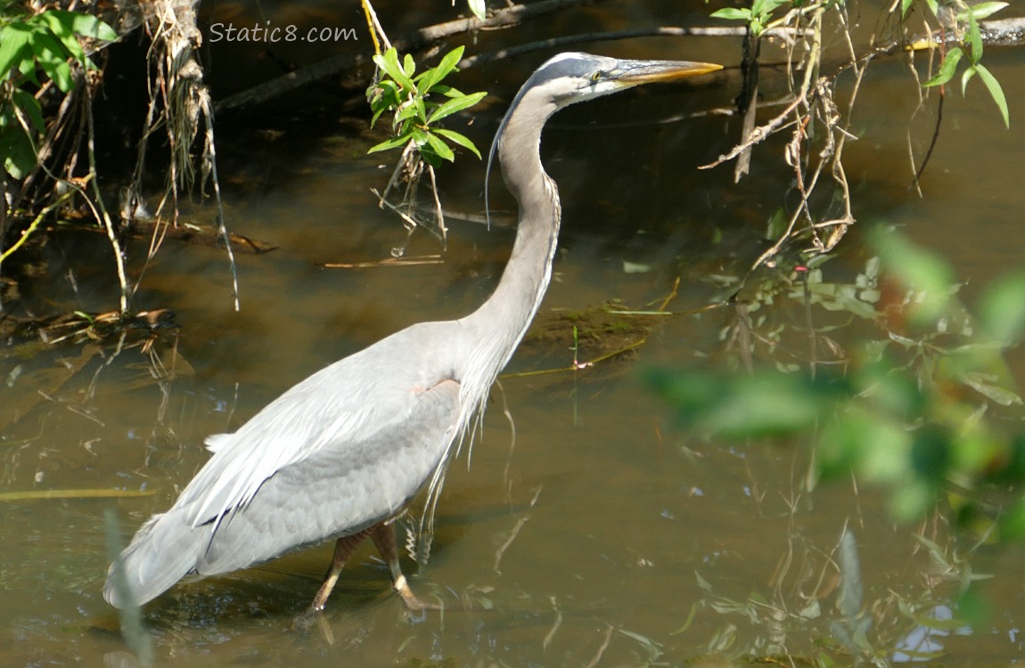 Heron walking in shallow water