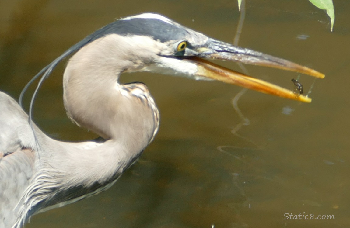 Heron eating a crusacean