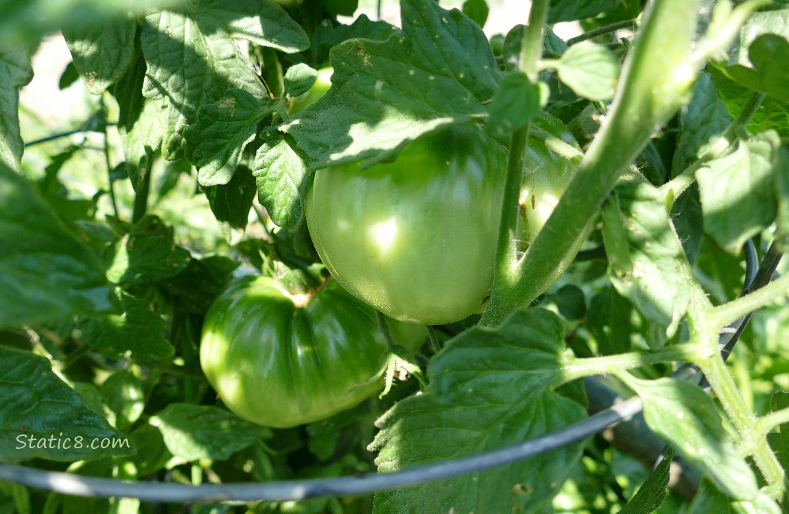 Green tomatoes growing on the vine