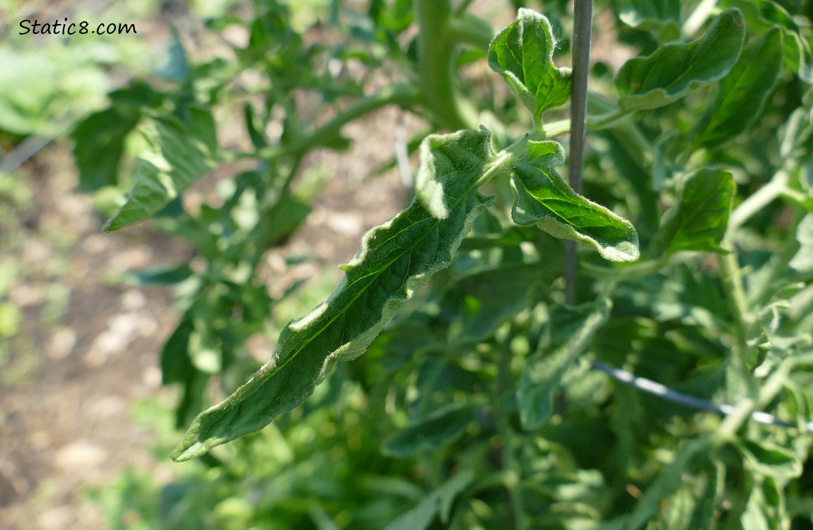 Tomato plant leaves, folded up in the heat