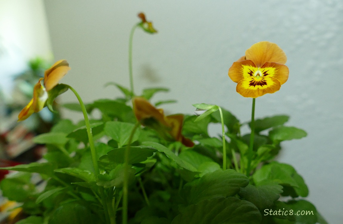 Pansies blooming