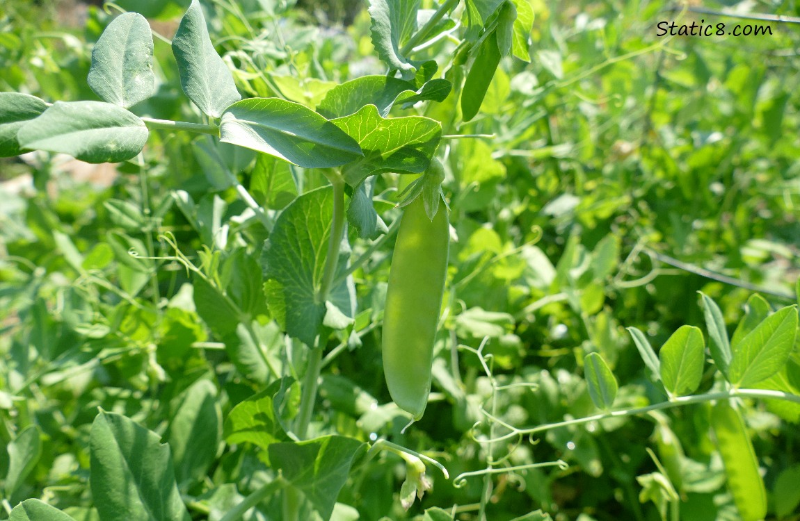 Snap Pea pods growing on the vine