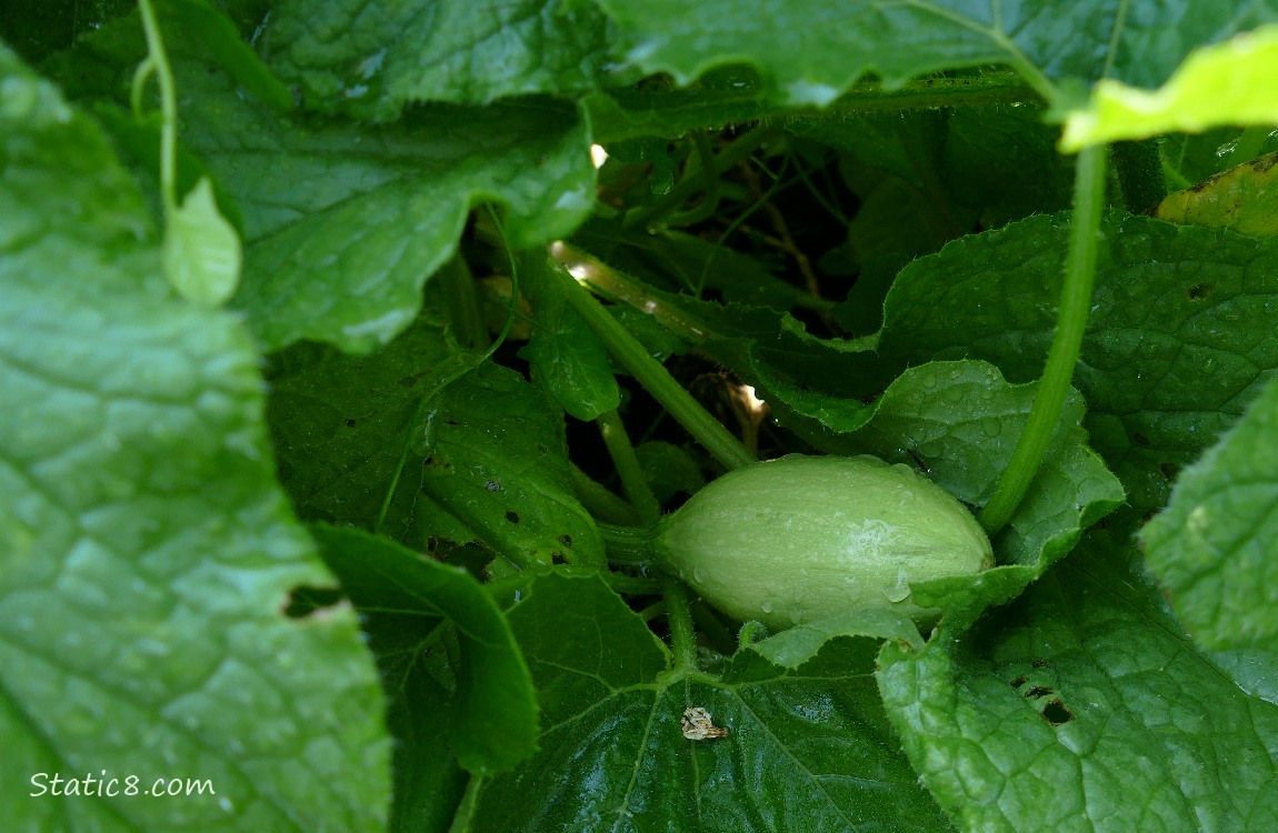 Spaghetti Squash fruit growing on the vine