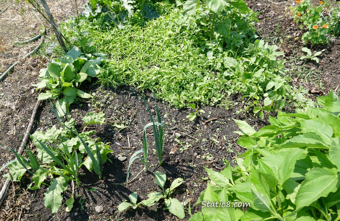 garden plot