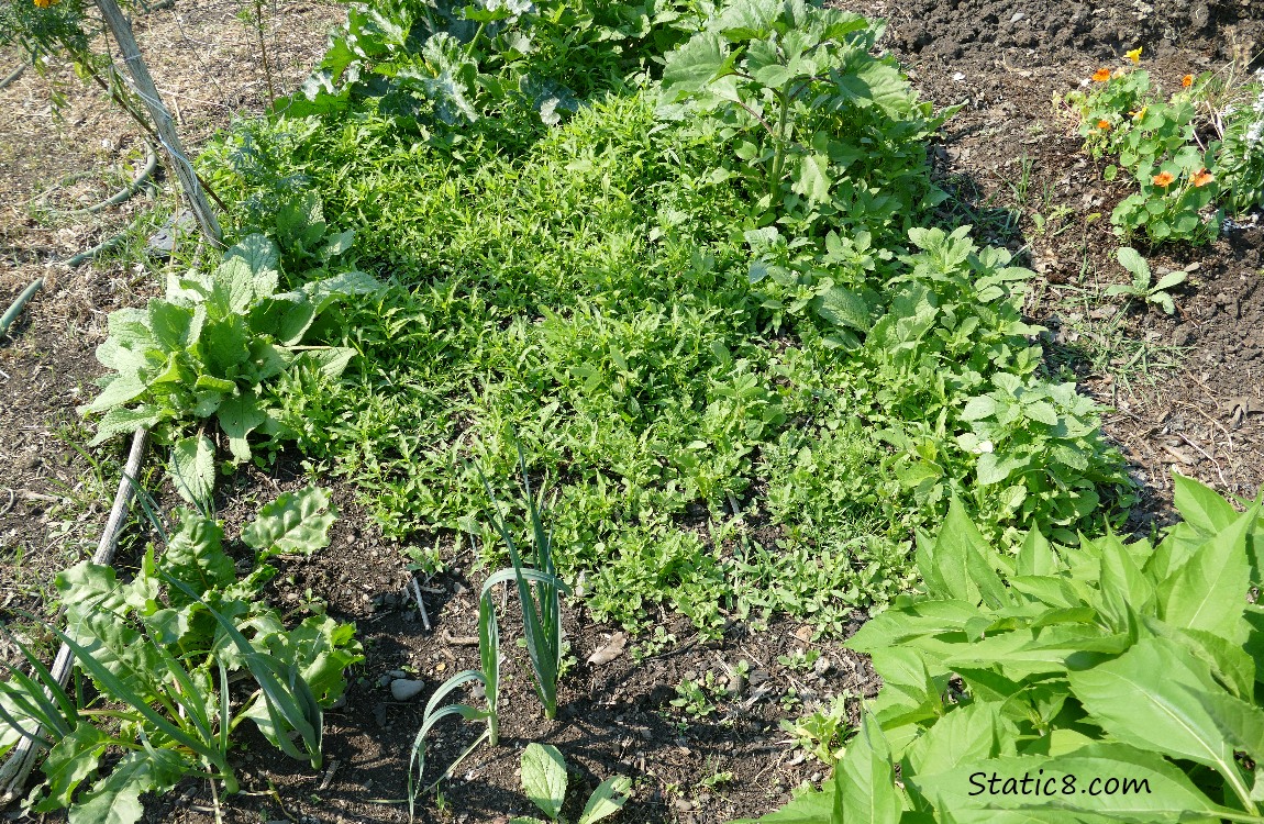 garden plot