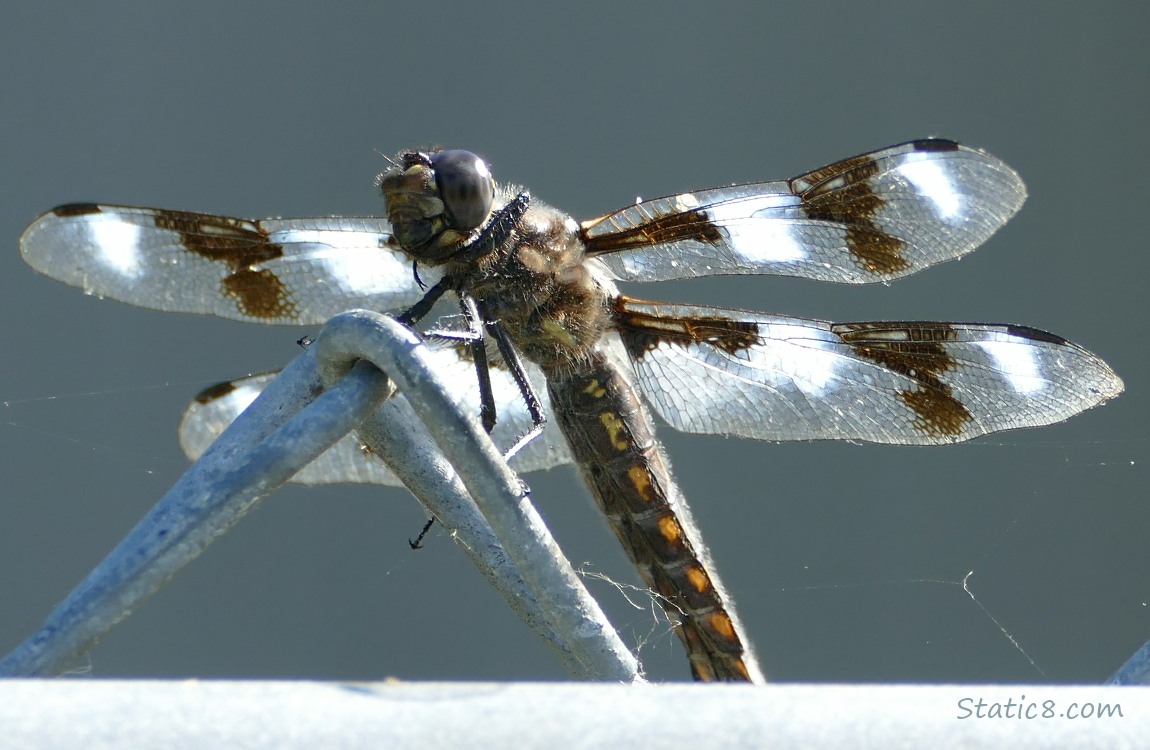 Dragonfly standing on a chain link fence