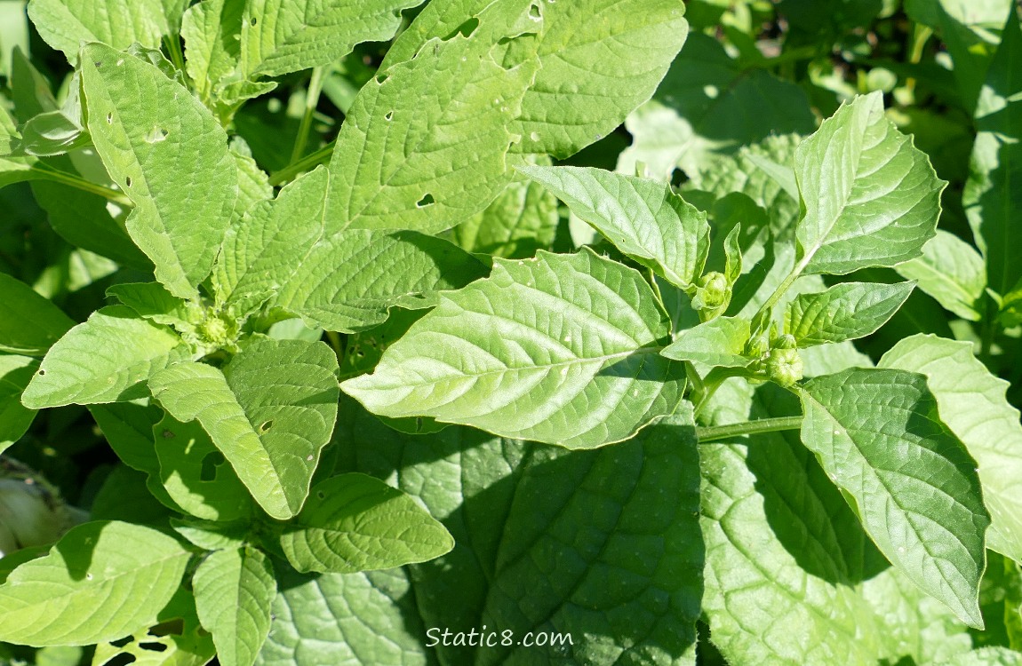 Amaranth and Tomatillo