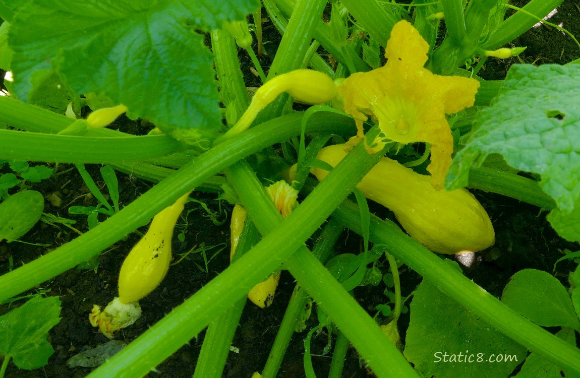 Crookneck squashes growing on the vine