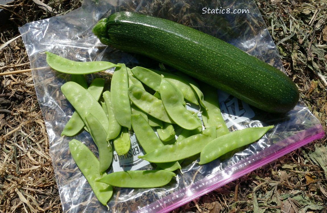 Picked Zucchini and Snap Peas lying on a ziplock bag on the ground