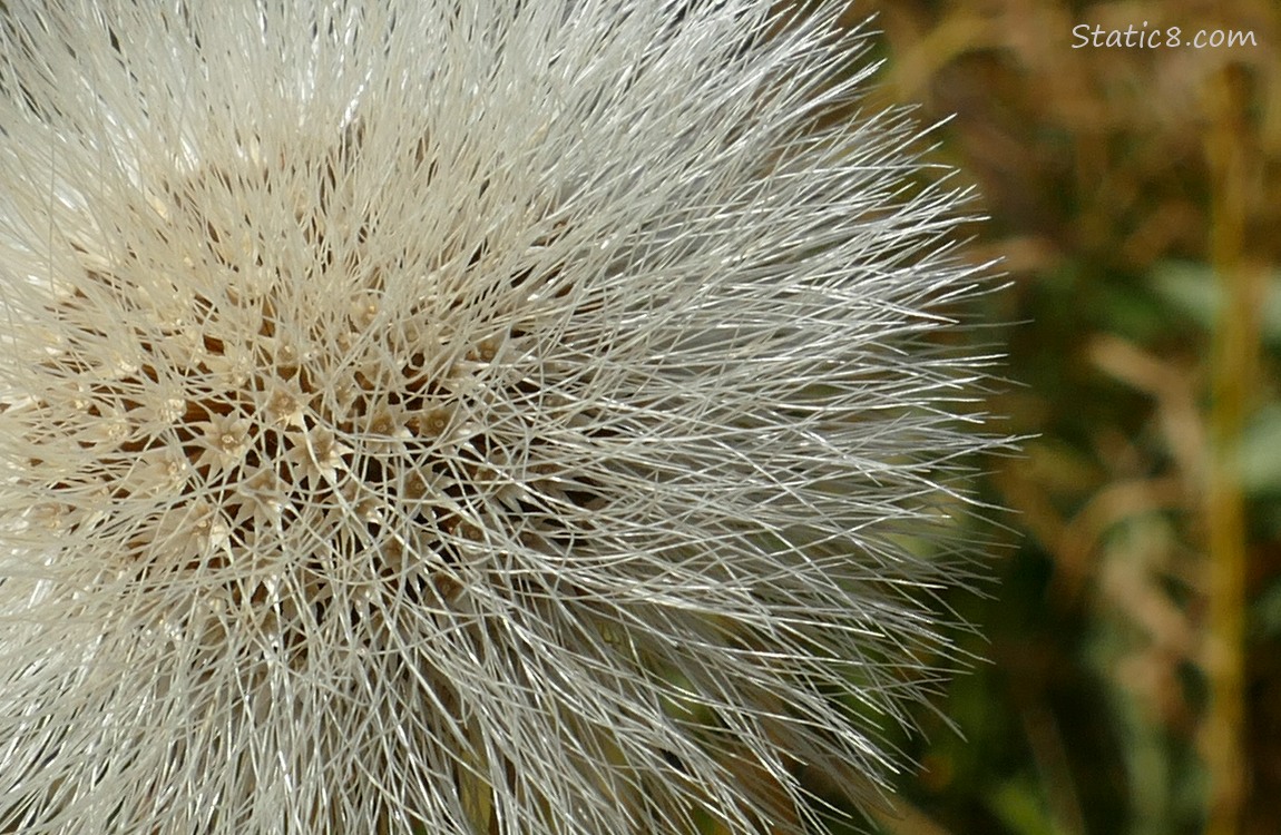 Close up of a seed head of a not-dandelion