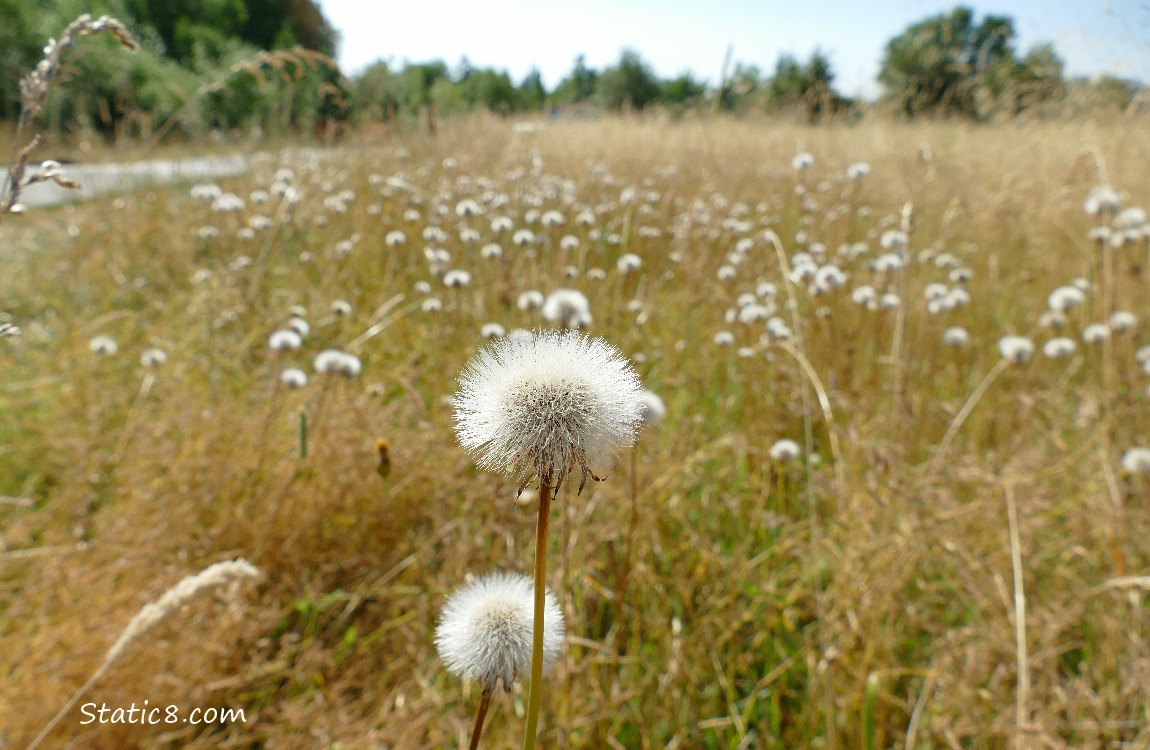 Seed heads of not-dandelions in a feild of dead grass