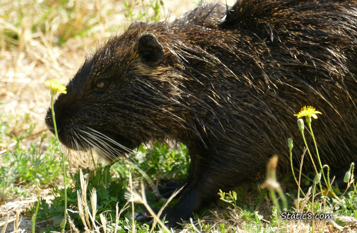 Nutria sitting in the grass