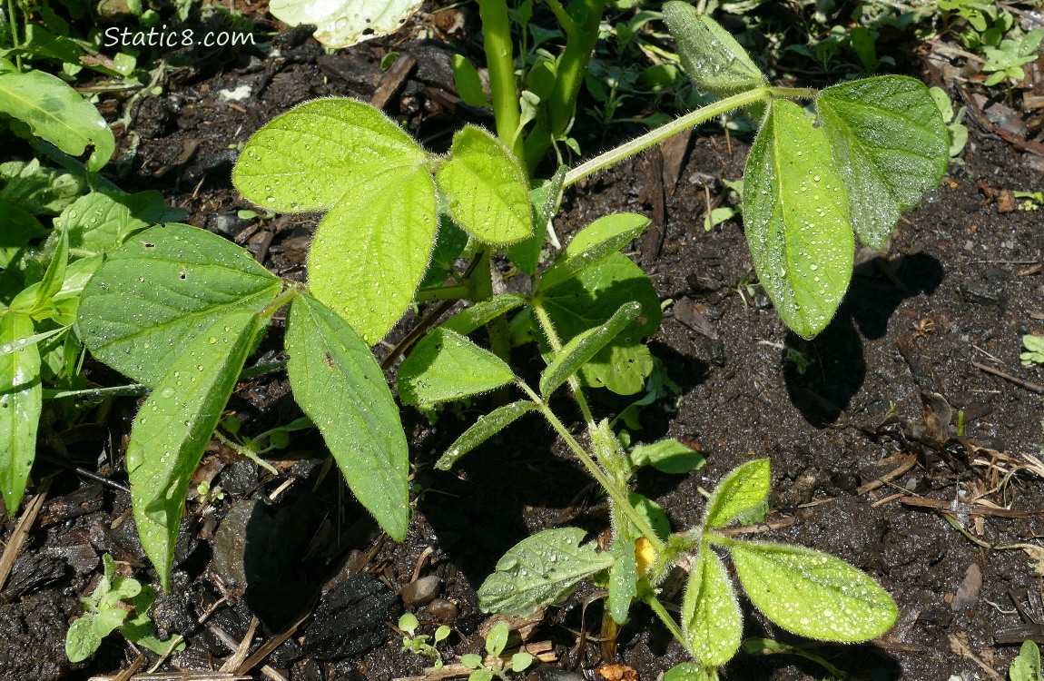 Soybean seedling