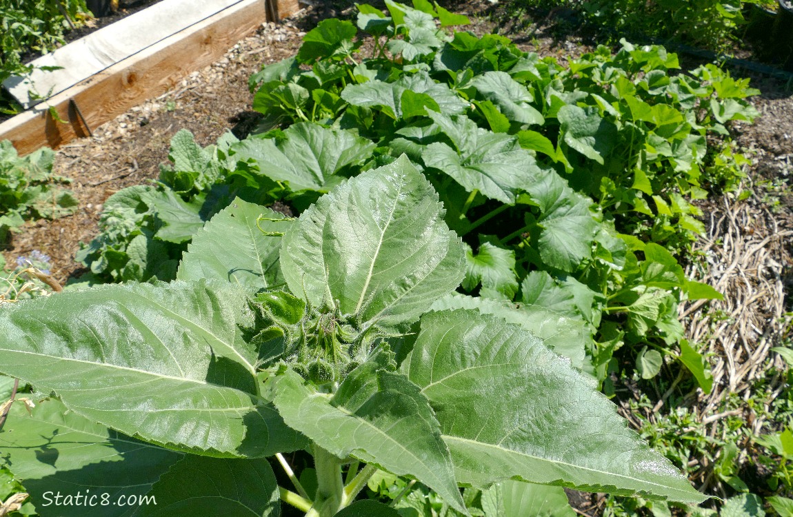 Sunflower and squash plants