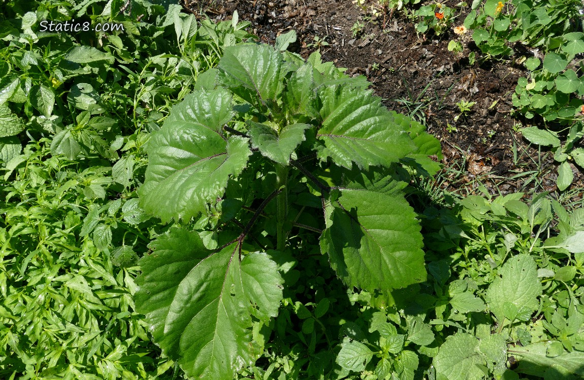 Sunflower growing