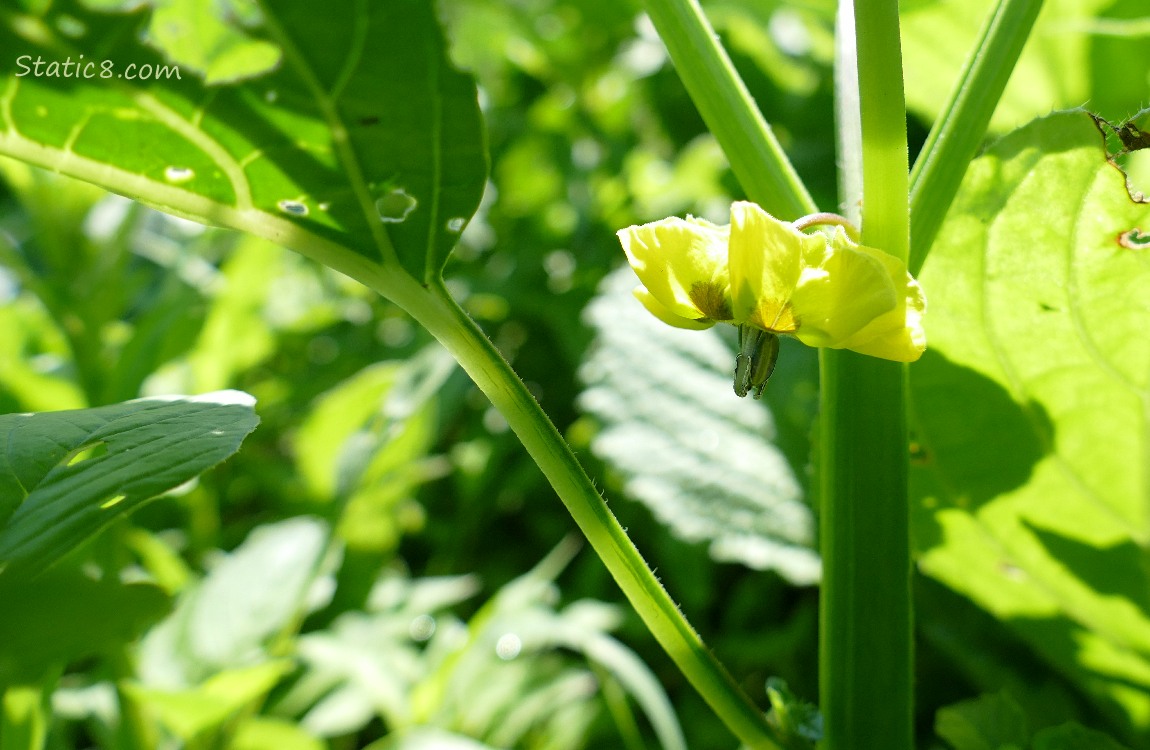 Tomatillo bloom