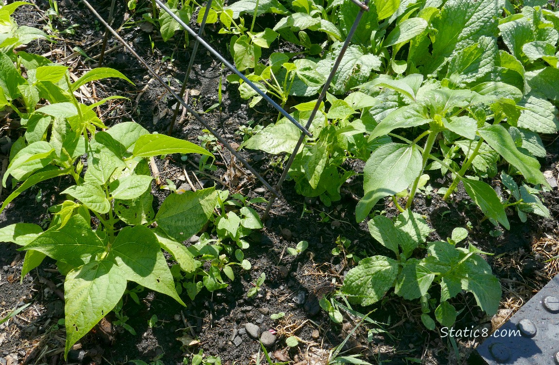 Beans with other plants growing around them