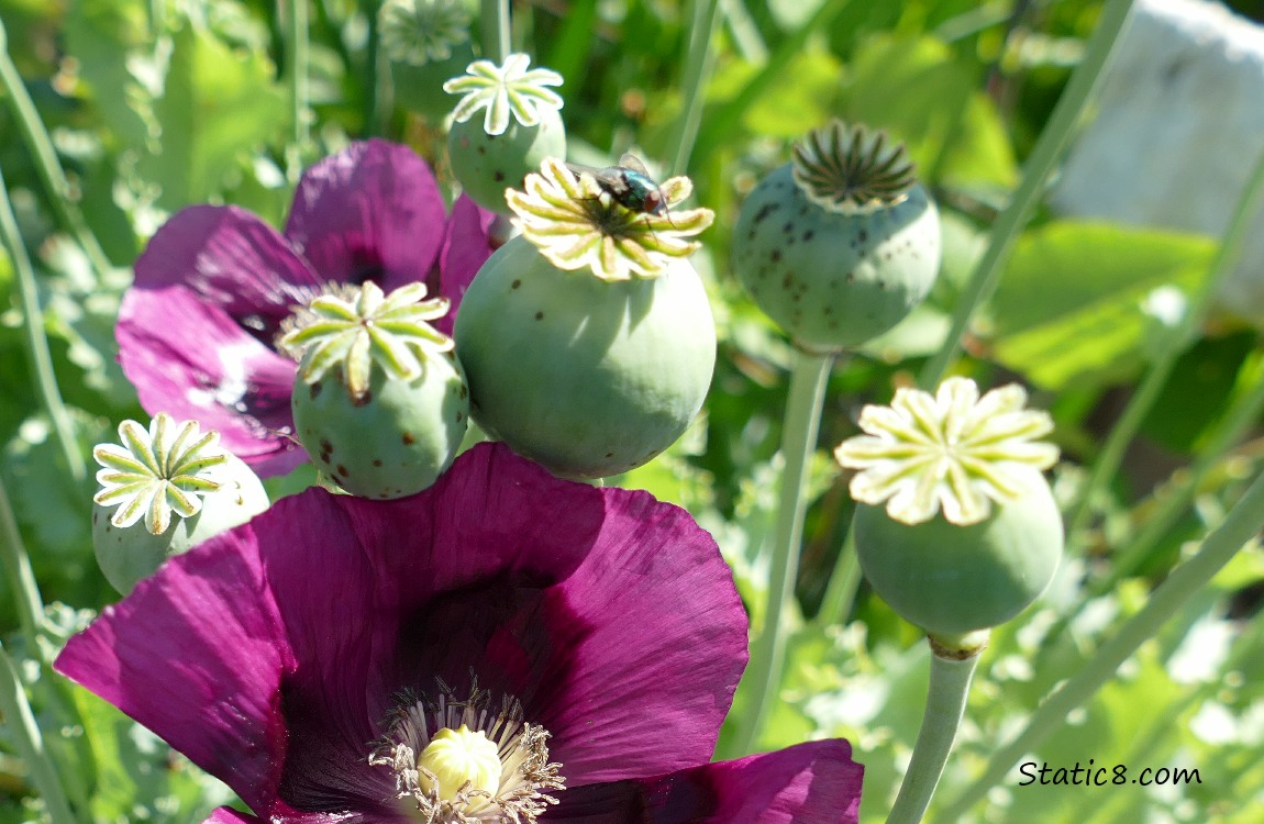 House Fly standing on a Poppy seedpod