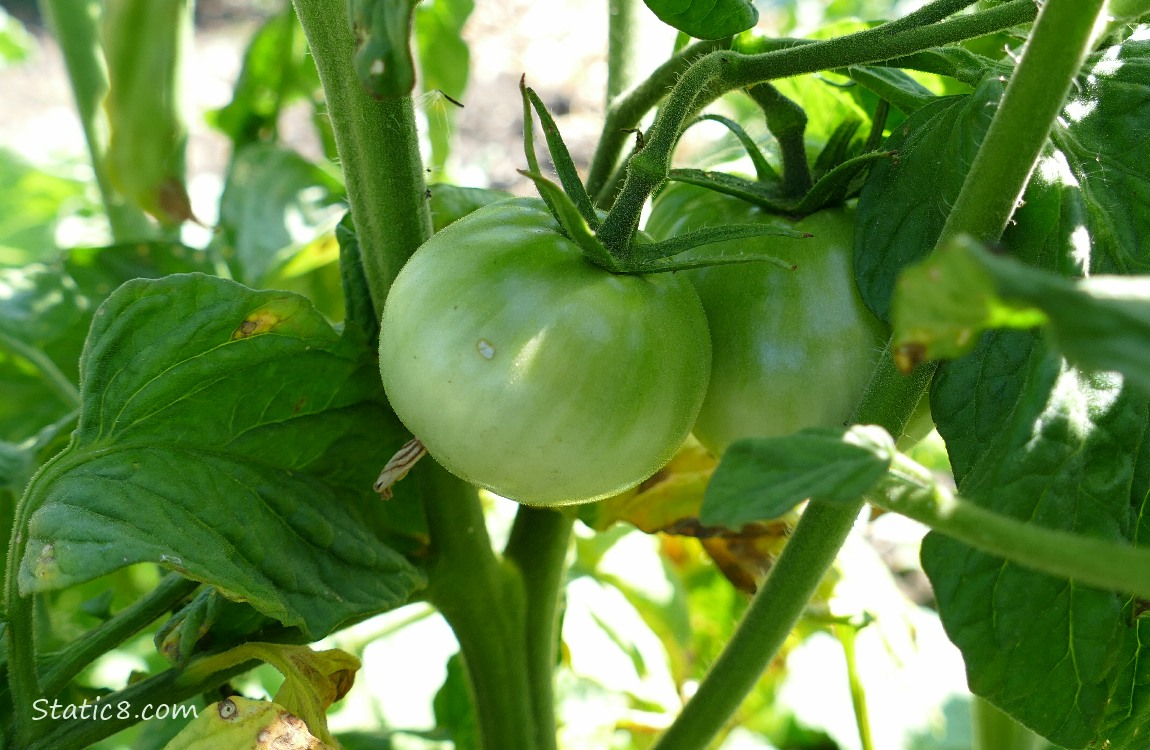 Green tomatoes on the vine