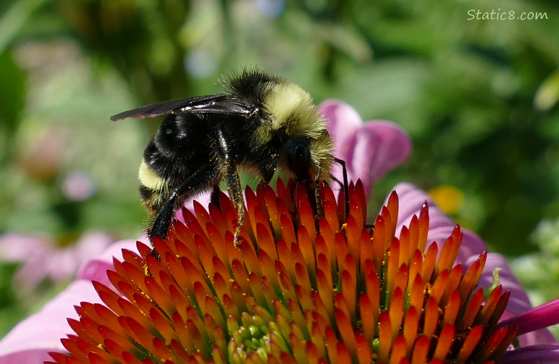 Bumblebee on an Echinacea bloom