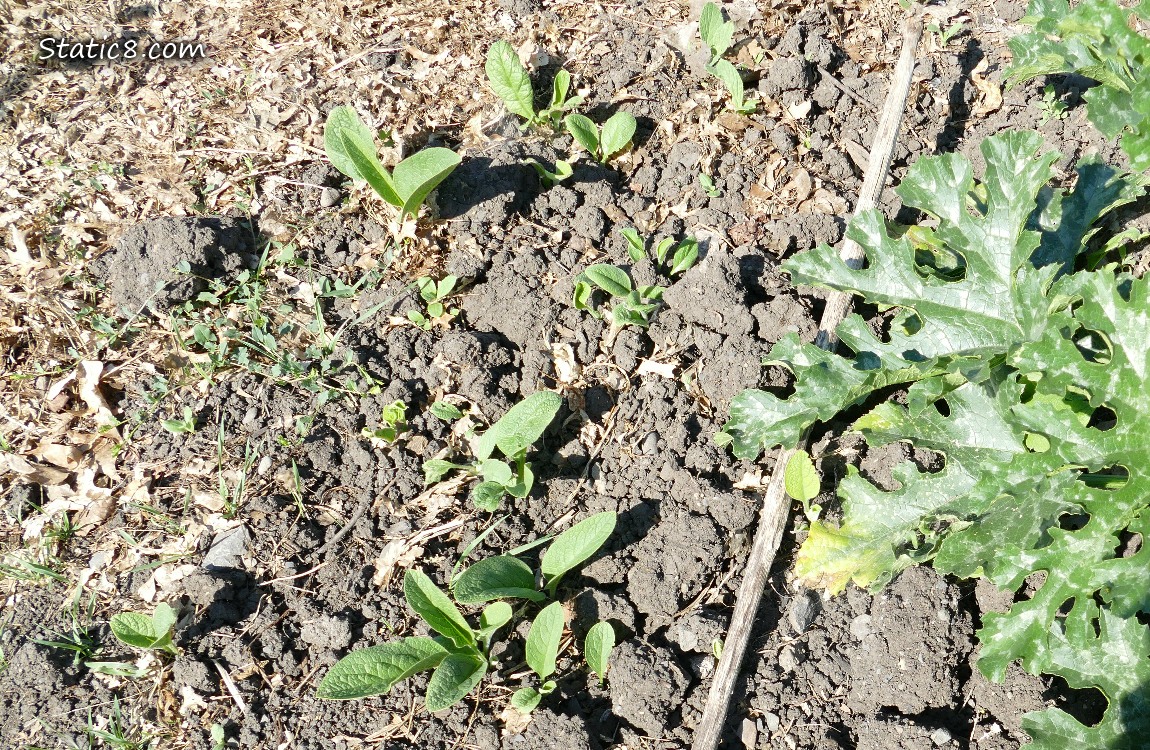 Comfrey leaves coming up