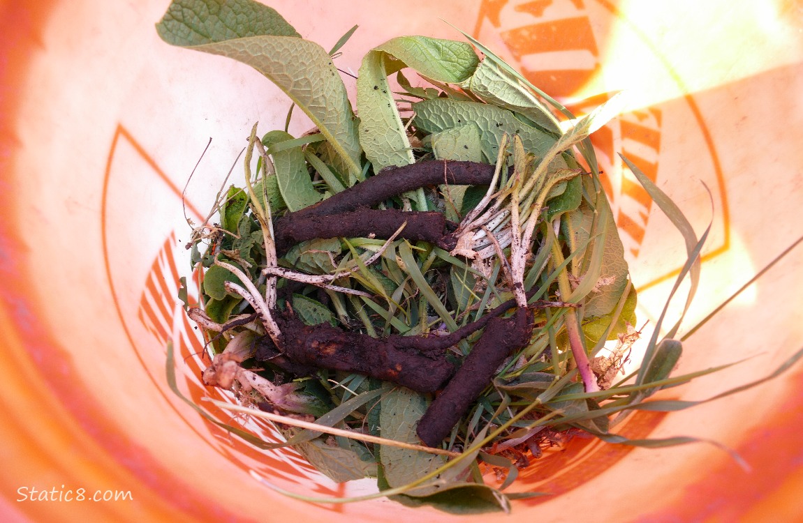 Bucket of Comfrey leaves and roots