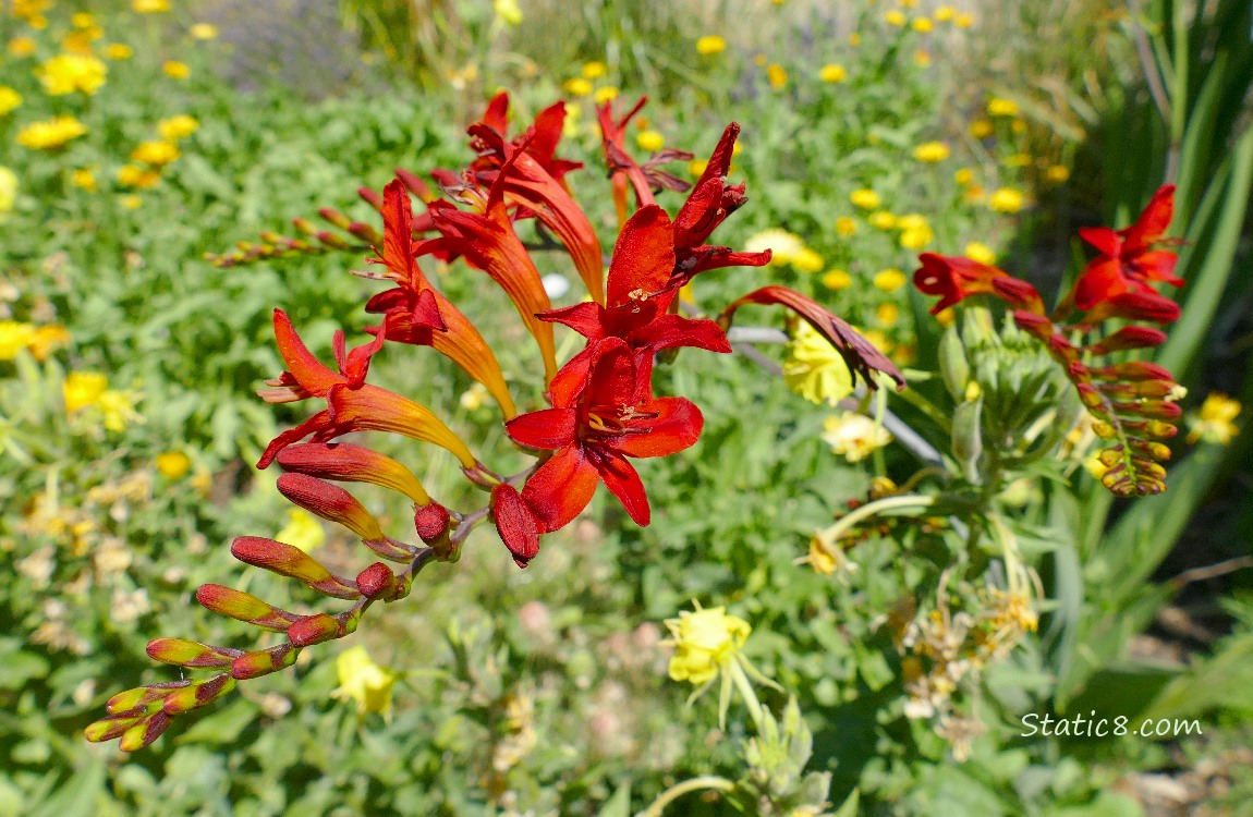 Red Crocosmias blooms