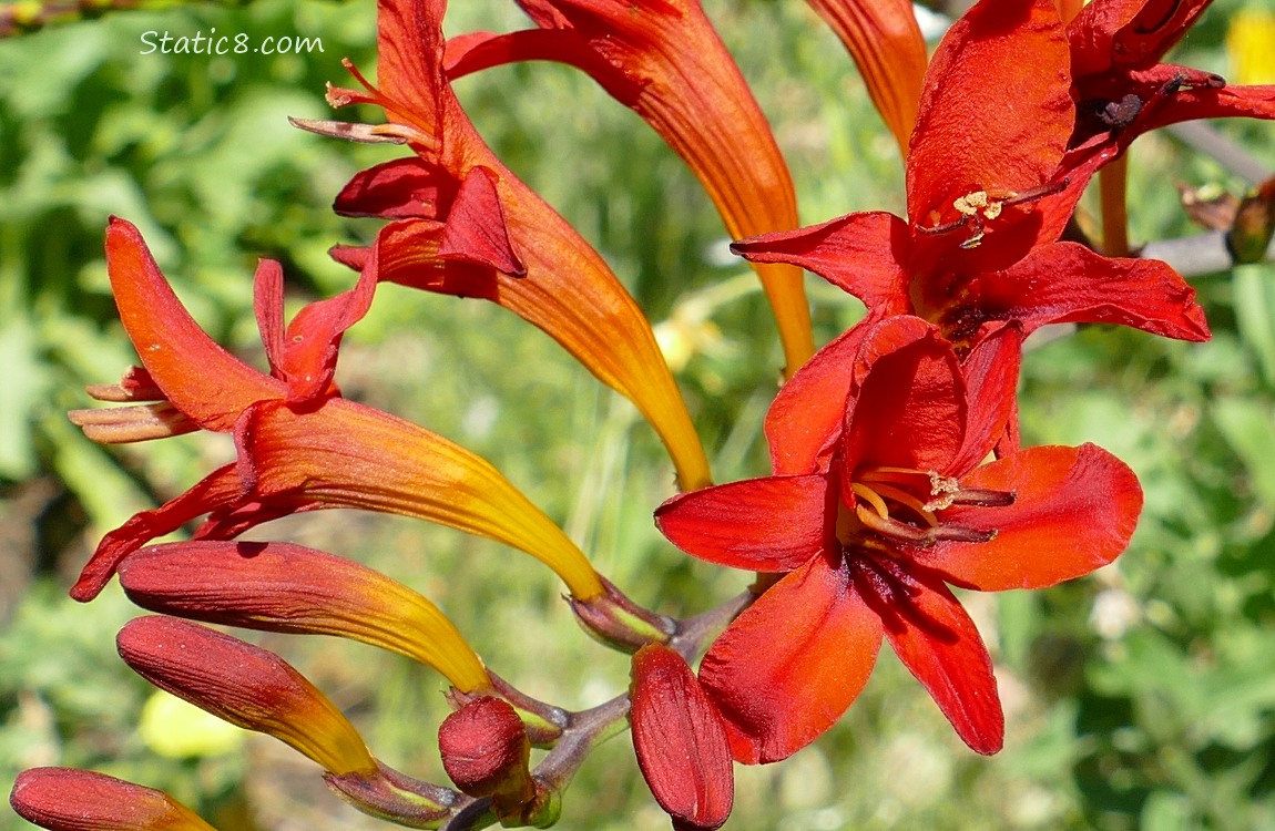 Red Crocosmias blooms