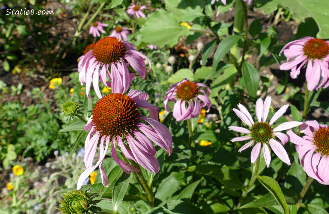 Echinacea blooms