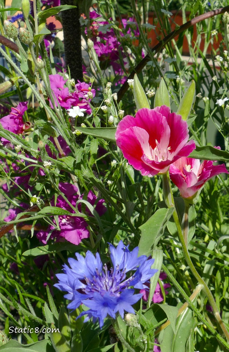 Colourful flowers