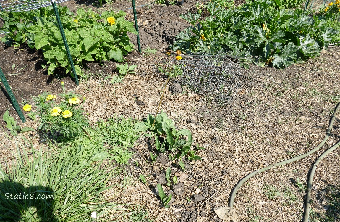 Garden Plot